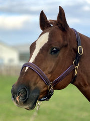 Fancy Stitched Padded Leather Halter - Purple