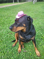 Adjustable Dog Cowboy Hat - Pink