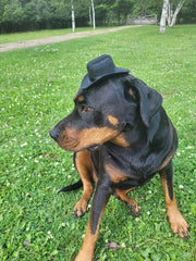Adjustable Dog Cowboy Hat - Black