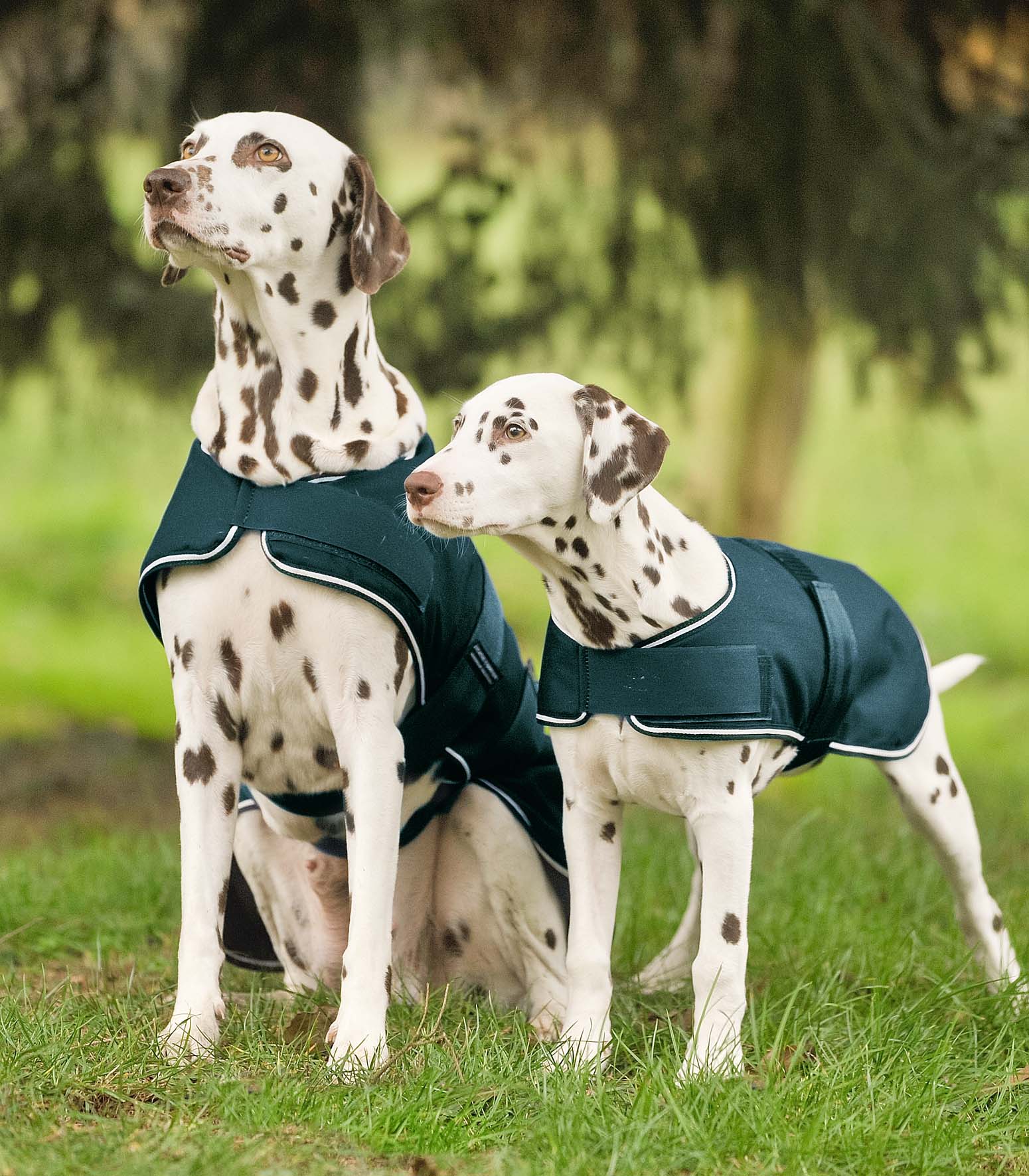 Waldhausen Dog Rainsheet