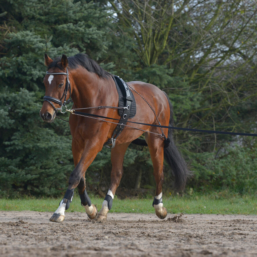 Waldhausen Lunging System